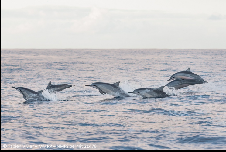 Study finds low calf numbers among Hawaii Island spinner dolphins